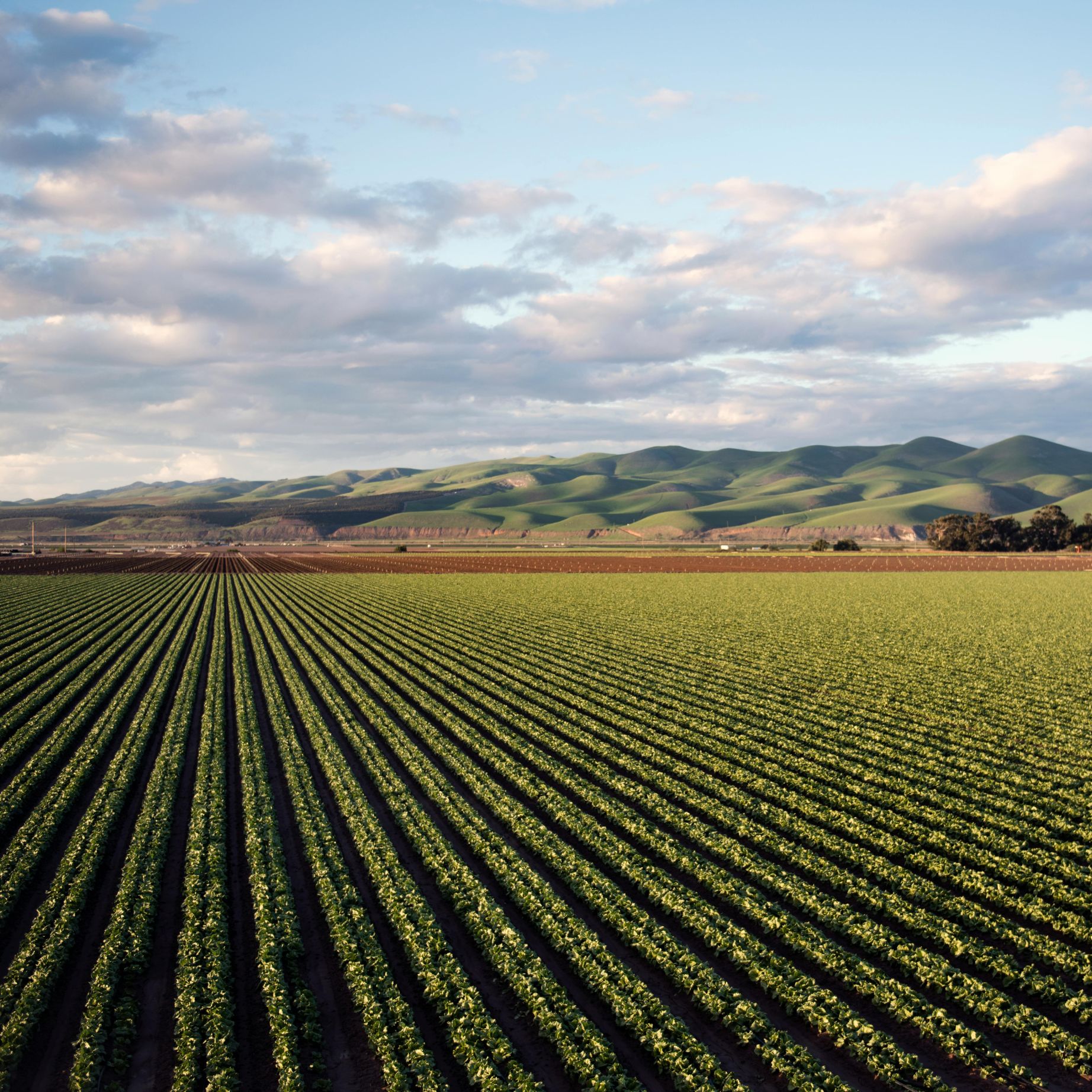 Agriculture